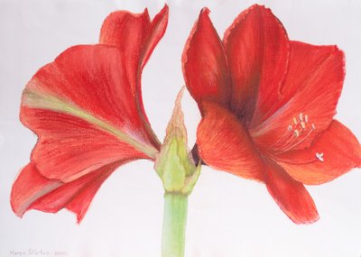 Amaryllis, 2015 von Margo Starkey